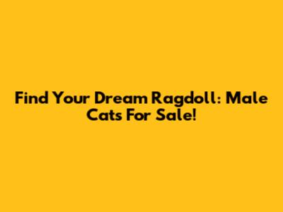 Find Your Dream Ragdoll: Male Cats For Sale!