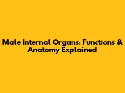 Male Internal Organs: Functions & Anatomy Explained