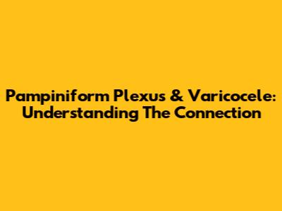 Pampiniform Plexus & Varicocele: Understanding The Connection